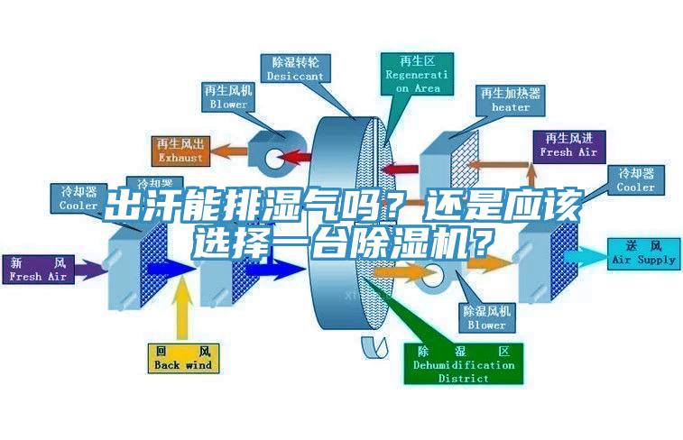 出汗能排濕氣嗎？還是應該選擇一臺除濕機？